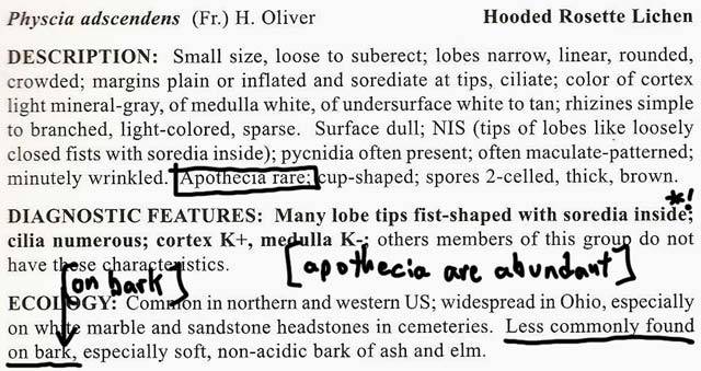 Physcia adsecendens diagnostic features