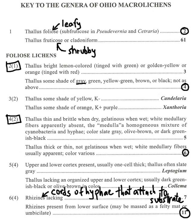 Macrolichen key p.1