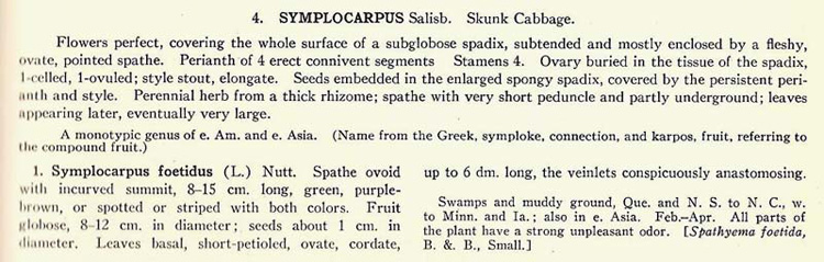 skunk cabbage description