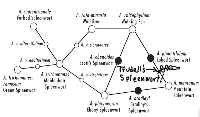 spleenwort diagran