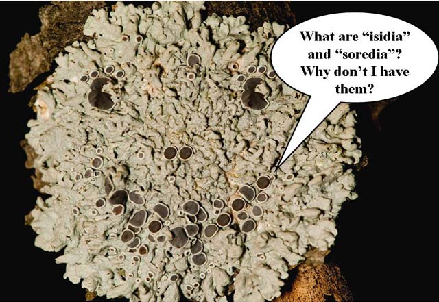talking lichen