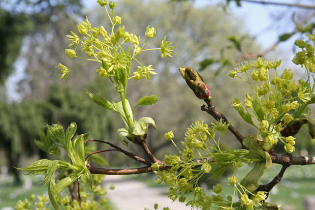 Norway maple flowering branch