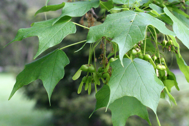 silver maple fruits