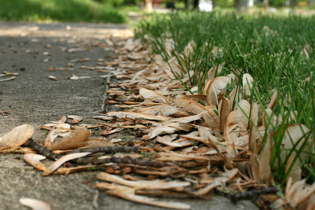 silver maple sidewalk