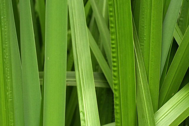 cat-tail and sweetflag leaves