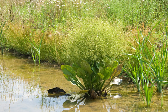 pond at Pleasant Park