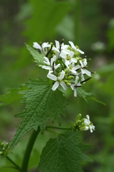 garlic mustard