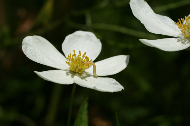 Anenome canadensis flower