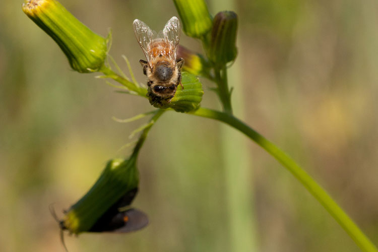 honeybee on fireweed