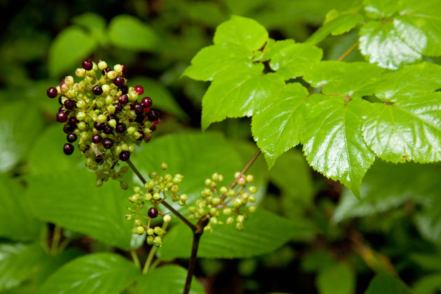 spilenard berries