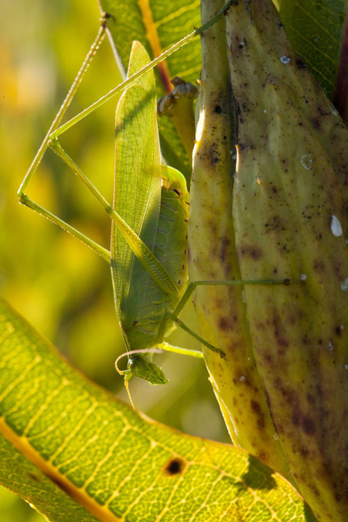fork-tailed bush katydid