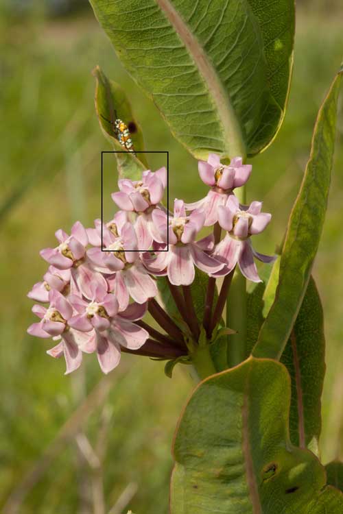 Sullibant's milkweed and ailanthus webworm moth