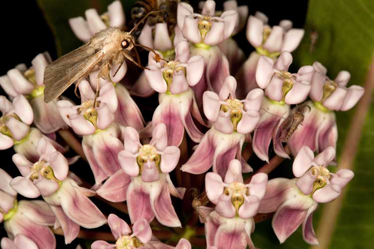 moth on milkweed
