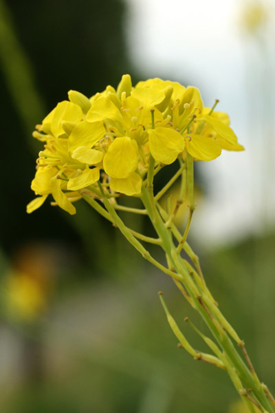 black mustard flowers