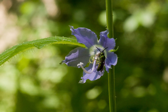 bellflower with bee