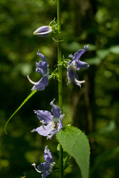 tall bellflower