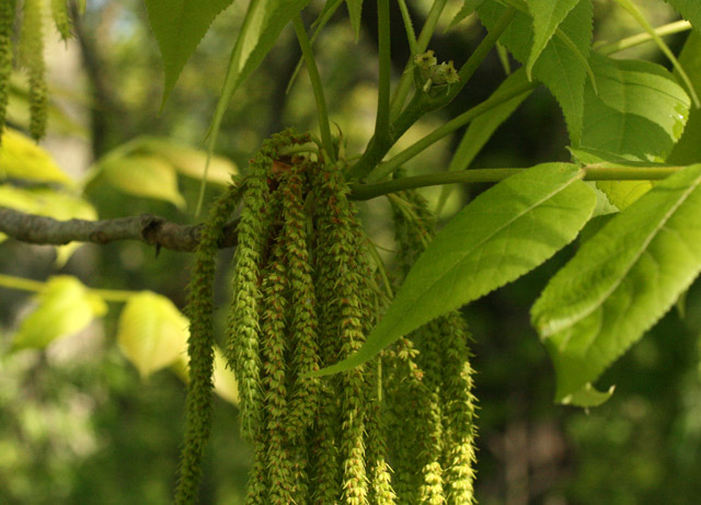 shellbark flowers