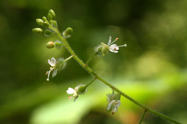 enchanter's nightshade flowers