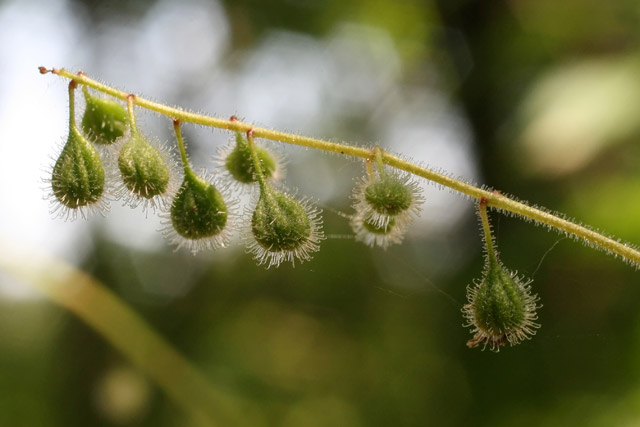 enchanter's nightshade fruits