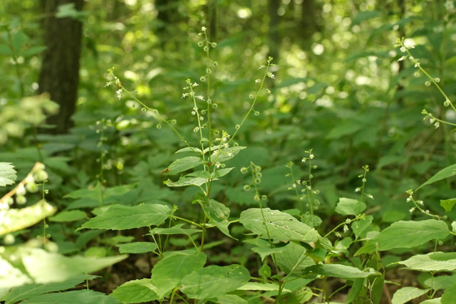 enchanter's nightshade