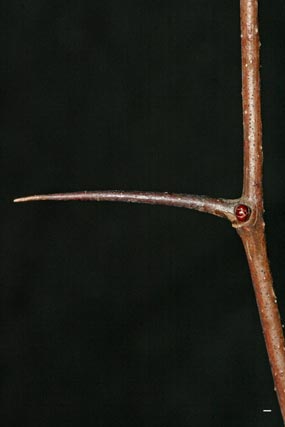 hawthorn twig