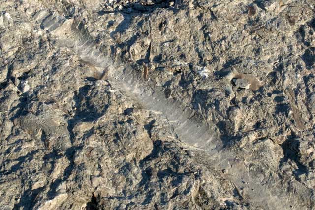 fossil cephalopd
