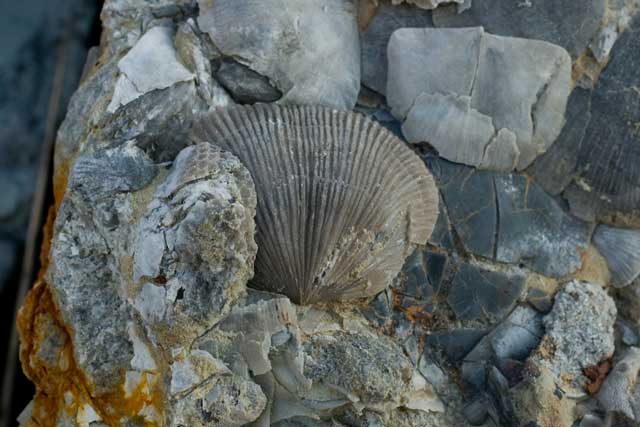 fossil brachiopods