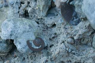 fossil gastropod