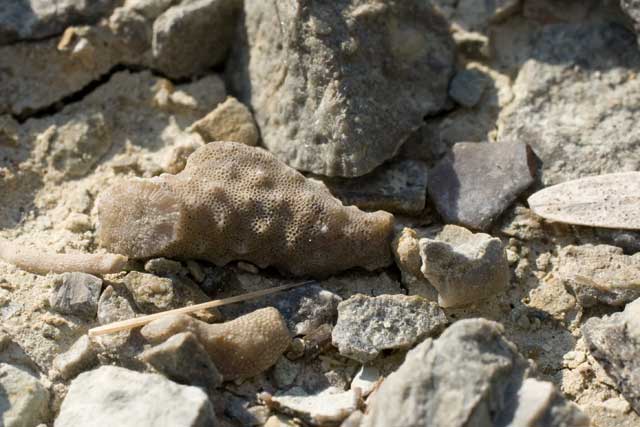 fossil bryozoan