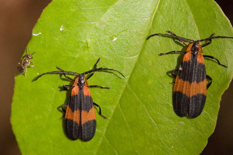 Caloptern beetles