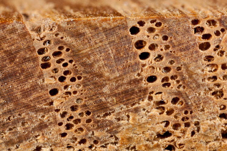 chestnut wood