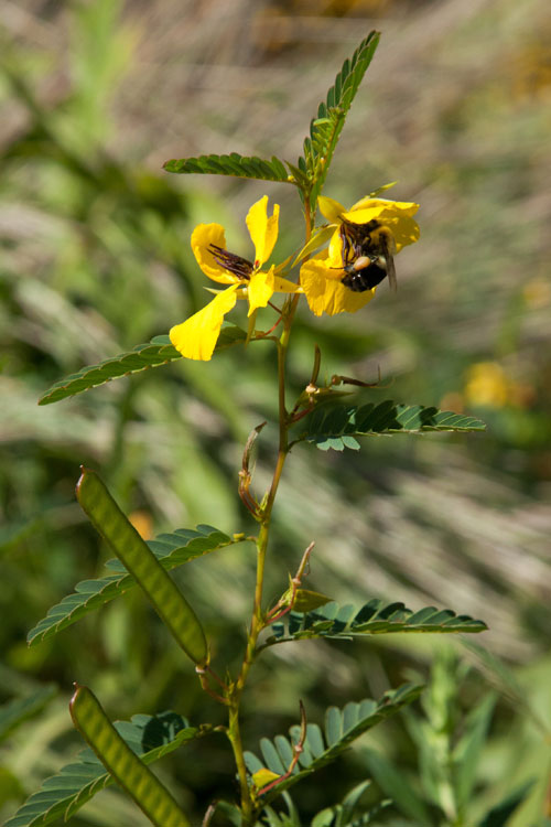 partridge-pea