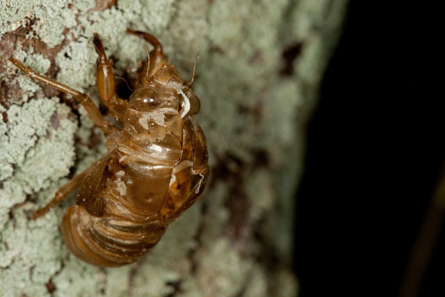 cicada exoskeleton