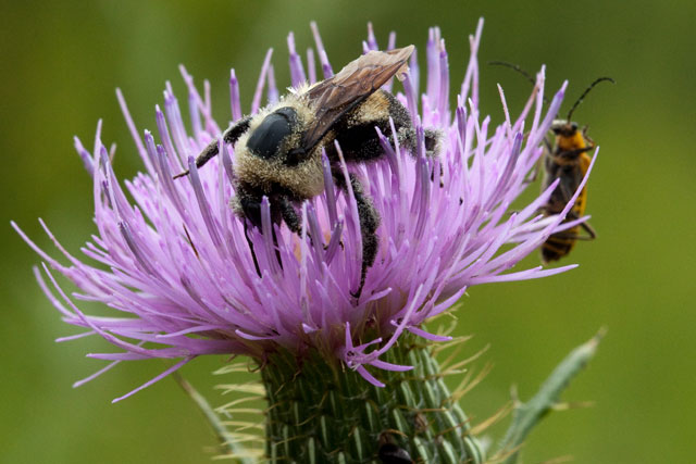 pasture thistle with bumblebee