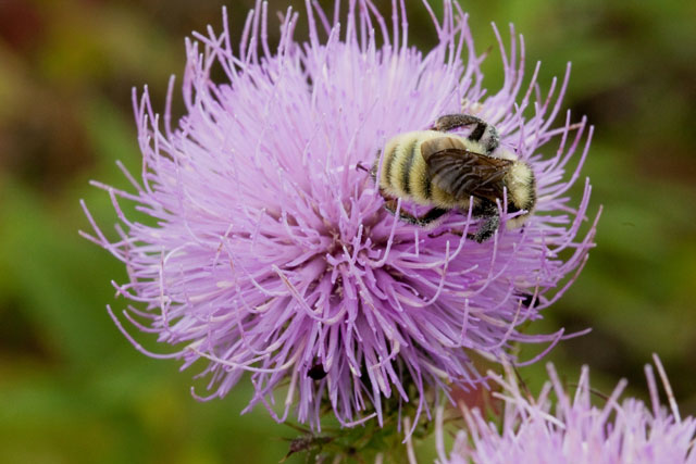 pasture thistle with other bumblebee