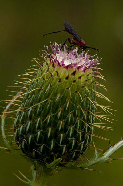 parastic wasp on thistle head
