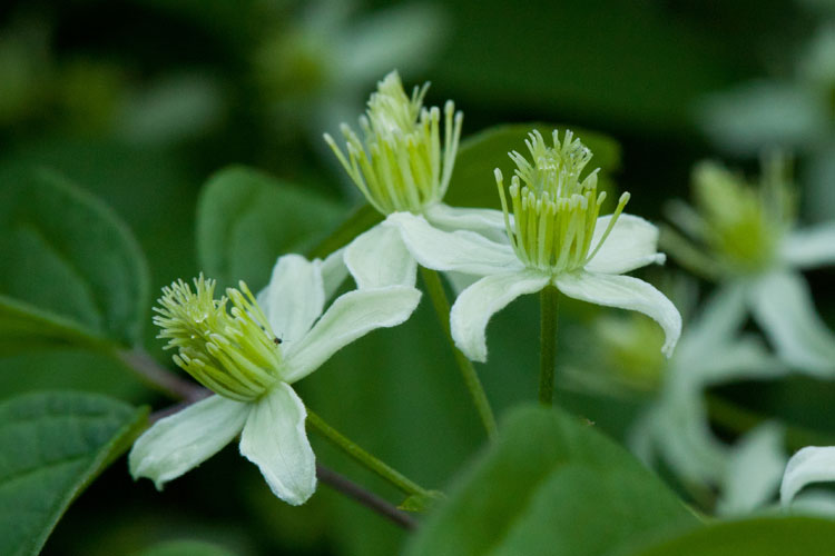 pistillate virgin's-bower