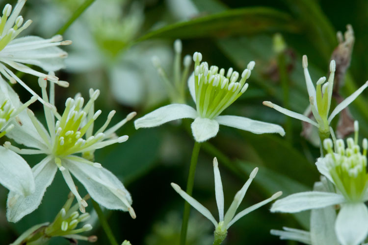 male virgin's-bower