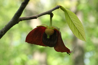 pawpaw flower opened