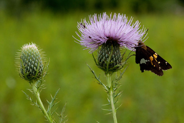 silver-spotted skipper on thistle