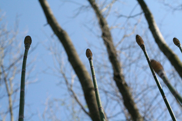 Equisetum, looking up at