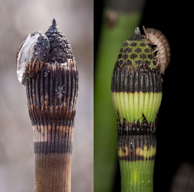 Equisetum winter and summer