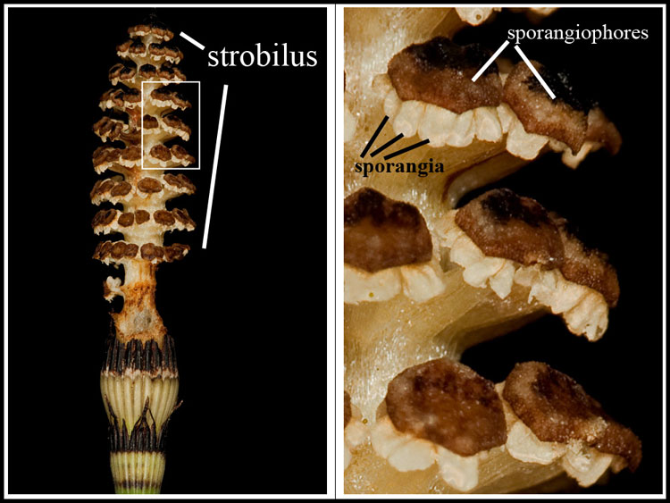 Lycophyta Strobilus