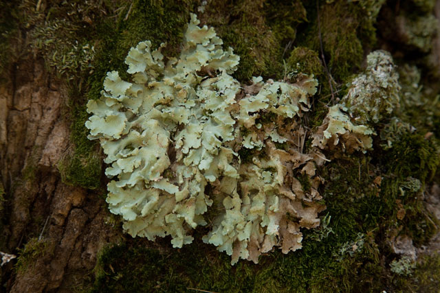foliose lichen