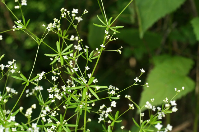 Galium concinum