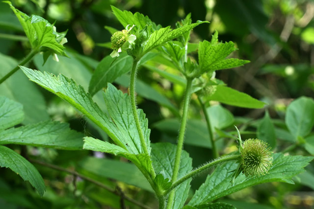 rough avens