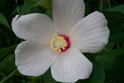 rose-mallow 1