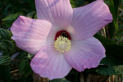 rose-mallow4