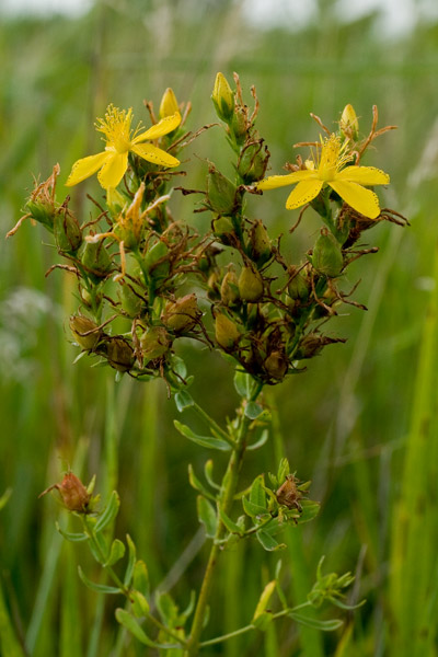 St, John;s wort