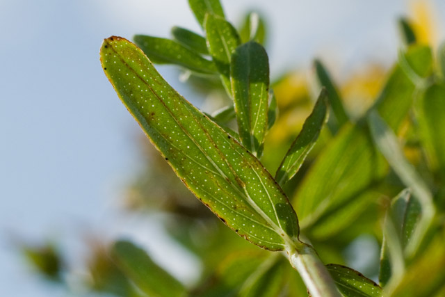 St. John's-wort leaf